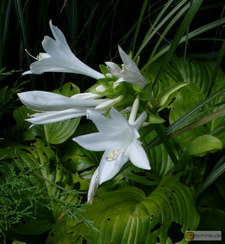 Hosta plantaginea 'grandiflora' --  Lilien-Funkie
